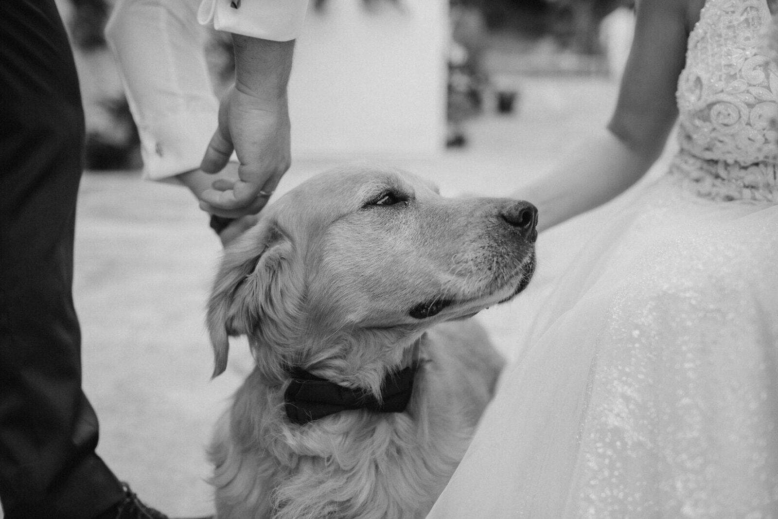 A close-up black and white photo of a Golden Retriever wearing a bow tie, being petted by a bride and groom at their wedding.