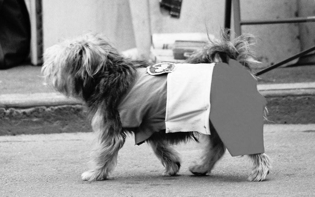 A small, fluffy dog wearing a vest walks down a sidewalk in a black and white photo.