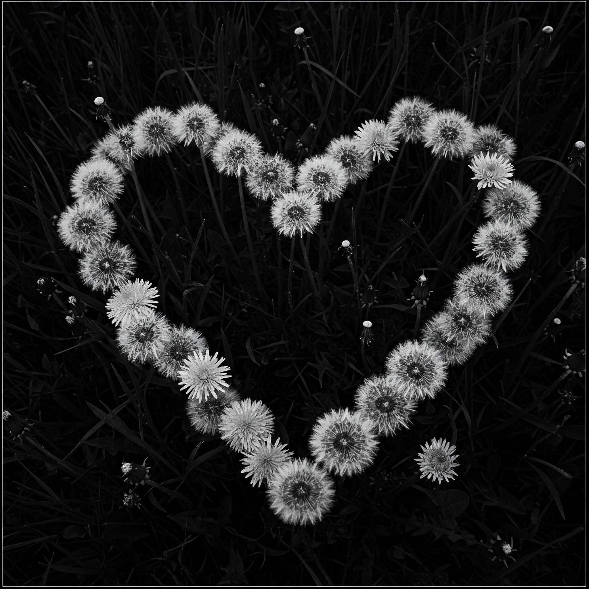Black and white photograph of a heart shape formed by dandelion seed heads, against a dark background of grass or other dandelions.