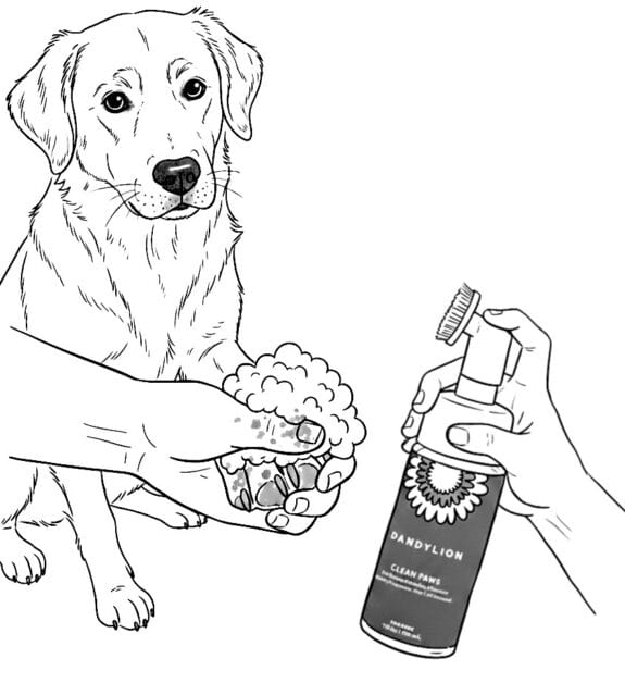 A Golden Retriever having its paws cleaned with Dandylion Clean Paws foaming cleanser to remove winter road salt and city grime.