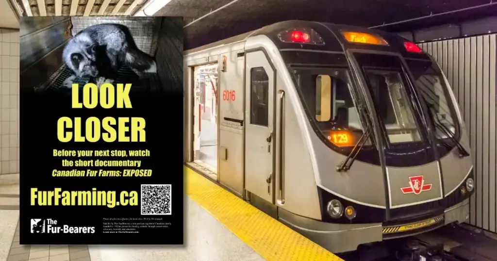 Anti-trapping poster promoting wildlife protection by The Fur-Bearers at subway station.